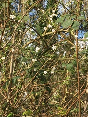 Rubus