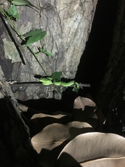 Trimeresurus macrops