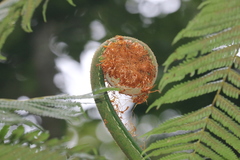 Cyathea phalerata