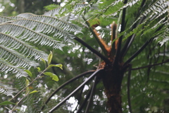 Cyathea phalerata