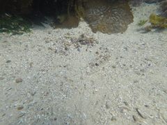 Caffrogobius nudiceps