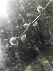Salix