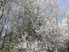 Prunus cerasifera