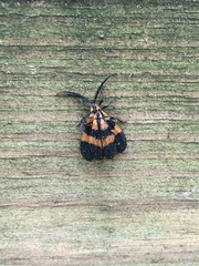 Calopteron discrepans