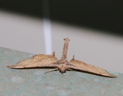 Hyposidra infixaria