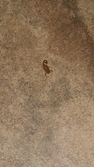 Centruroides sculpturatus