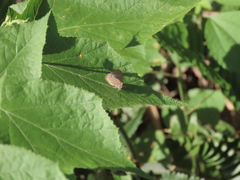 Arhopala birmana asakurae