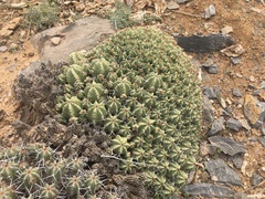 Euphorbia