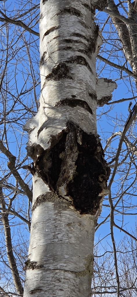 Inonotus obliquus · March 2026 · photo: © wf_mi (iNaturalist, cc-by)