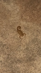 Centruroides sculpturatus