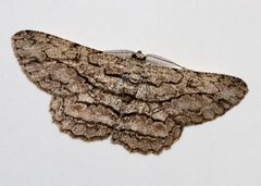 Hypomecis transcissa