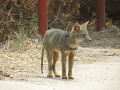 Lycalopex sechurae