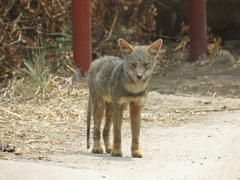 Lycalopex sechurae