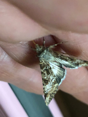 Heliothis punctifera