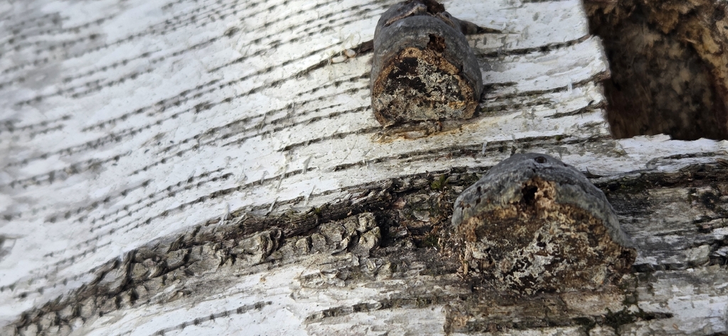 Fomes excavatus · March 2026 · photo: © wf_mi (iNaturalist, cc-by)