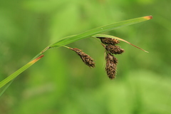 Carex gmelinii
