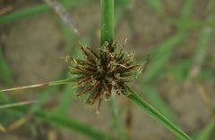 Cyperus brevis