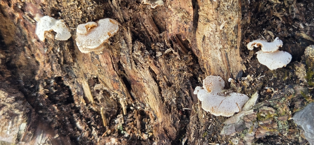 Panellus stipticus · March 2026 · photo: © wf_mi (iNaturalist, cc-by)