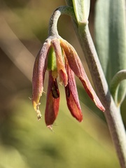 Fritillaria micrantha, photograph author not stated, no rights reserved