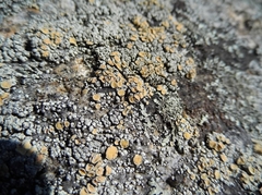 Rhizoplaca subdiscrepans