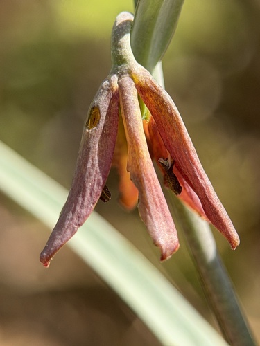Fritillaria micrantha, photograph 3