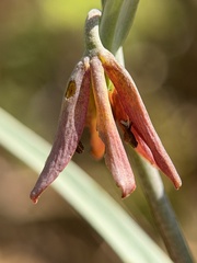 Fritillaria micrantha, photograph author not stated, no rights reserved