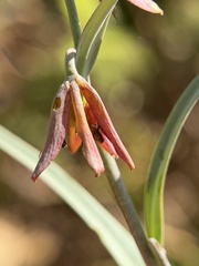 Fritillaria micrantha, photograph author not stated, no rights reserved