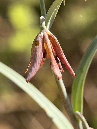 Fritillaria micrantha, photograph 6