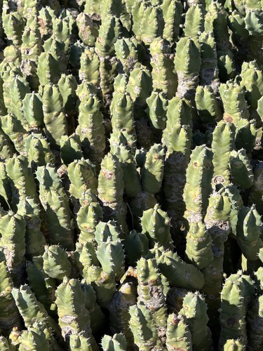 Resin spurge