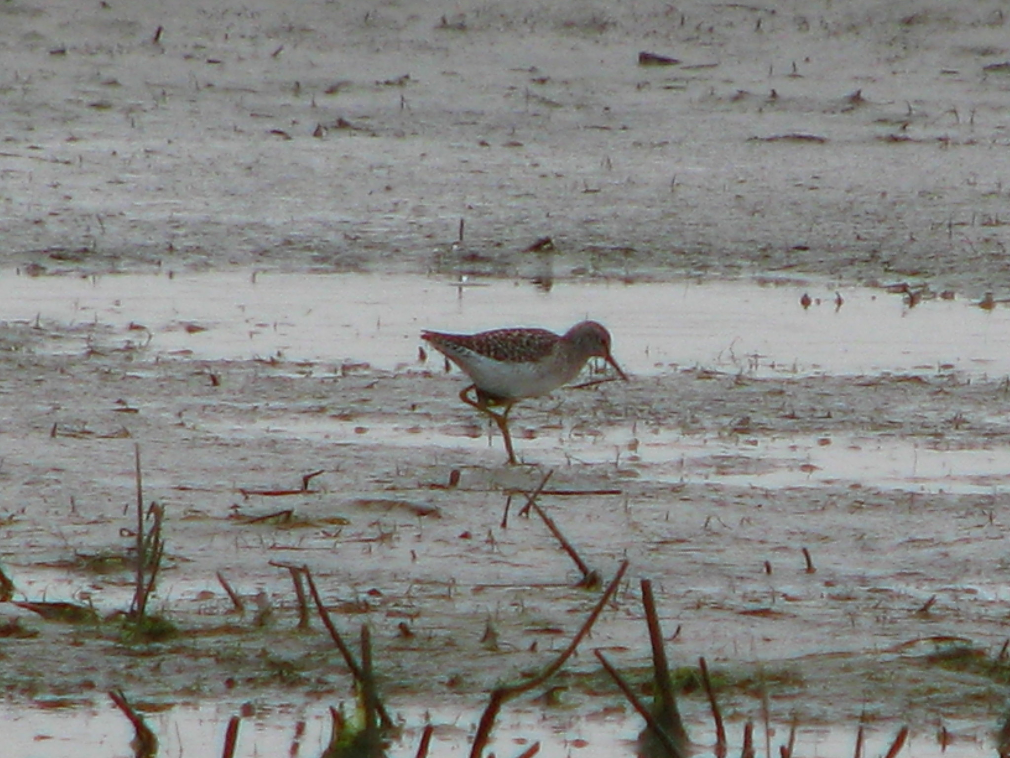 Wood Sandpiper