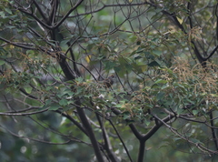 Pycnonotus zeylanicus