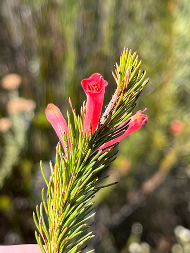 Erica vestita, photograph 6