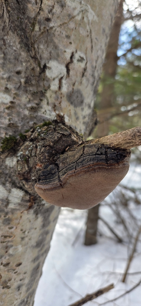 Phellinus tremulae · March 2026 · photo: © wf_mi (iNaturalist, cc-by)