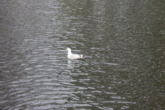 Larus argentatus argentatus