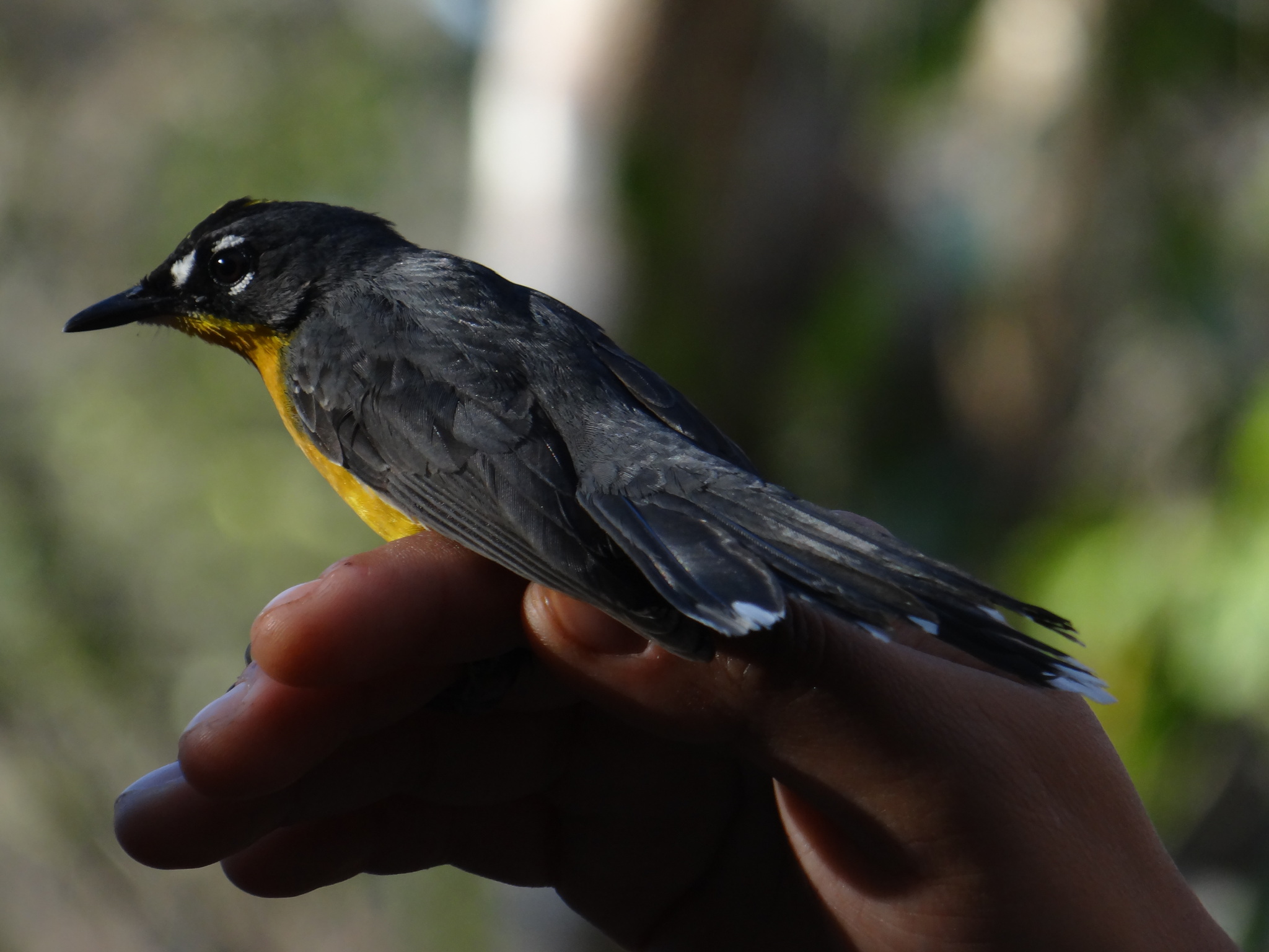 Fan-tailed Warbler (Basileuterus lachrymosus), photo 4