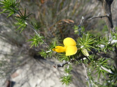 Aspalathus hirta hirta