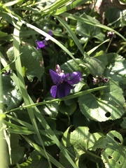 Viola odorata