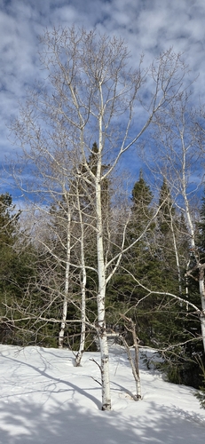 Balsam Poplar (Populus balsamifera)