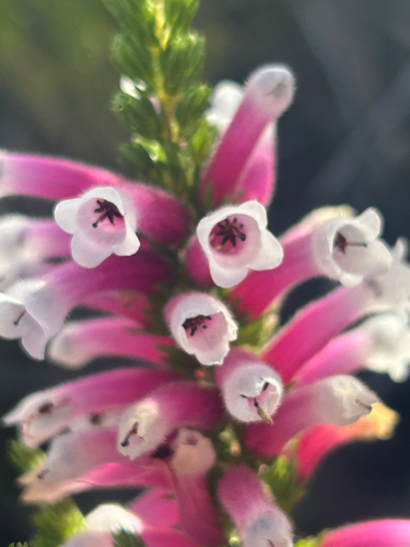 Pink Muslim Heath (Erica macowanii)