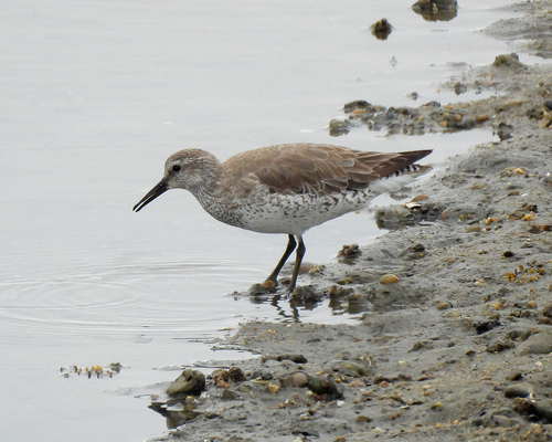 iNaturalist: (c) carriebk, some rights reserved (CC BY-NC), uploaded by carriebk iNaturalist image