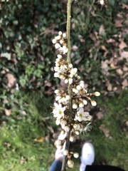 Prunus cerasifera