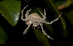 Ordgarius magnificus