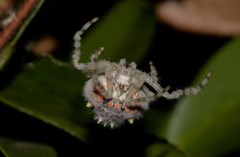 Ordgarius magnificus