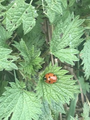 Coccinella septempunctata