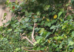 Pycnonotus zeylanicus