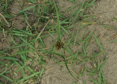 Cyperus brevis