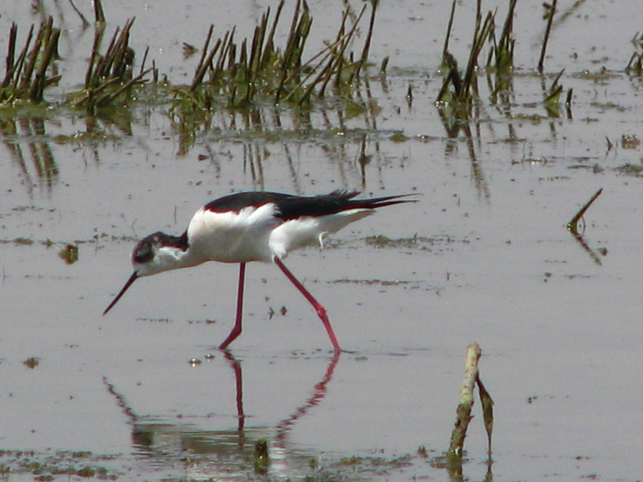 Black-winged Stilt