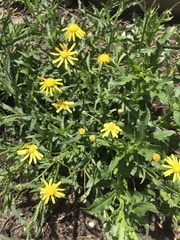 Senecio multidentatus