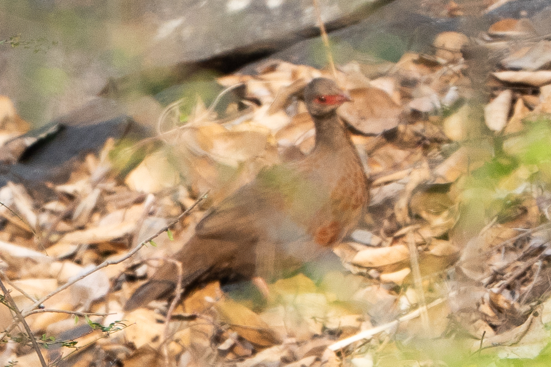 Red Spurfowl (Galloperdix spadicea), photo 3