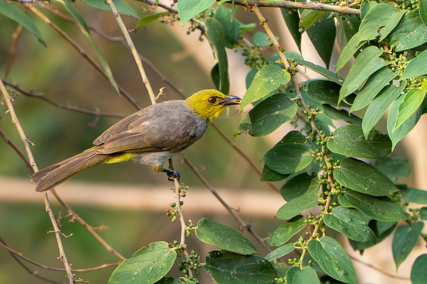 Yellow-throated Bulbul (Pycnonotus xantholaemus), photo 1